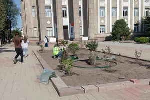Бишкекчанка возмутилась уничтожением клумбы с розами на проспекте Чуй
