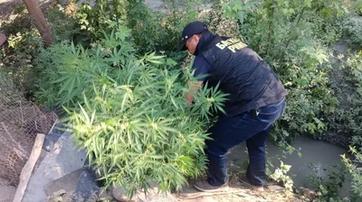 На юге Кыргызстана продолжают уничтожать дикорастущую коноплю