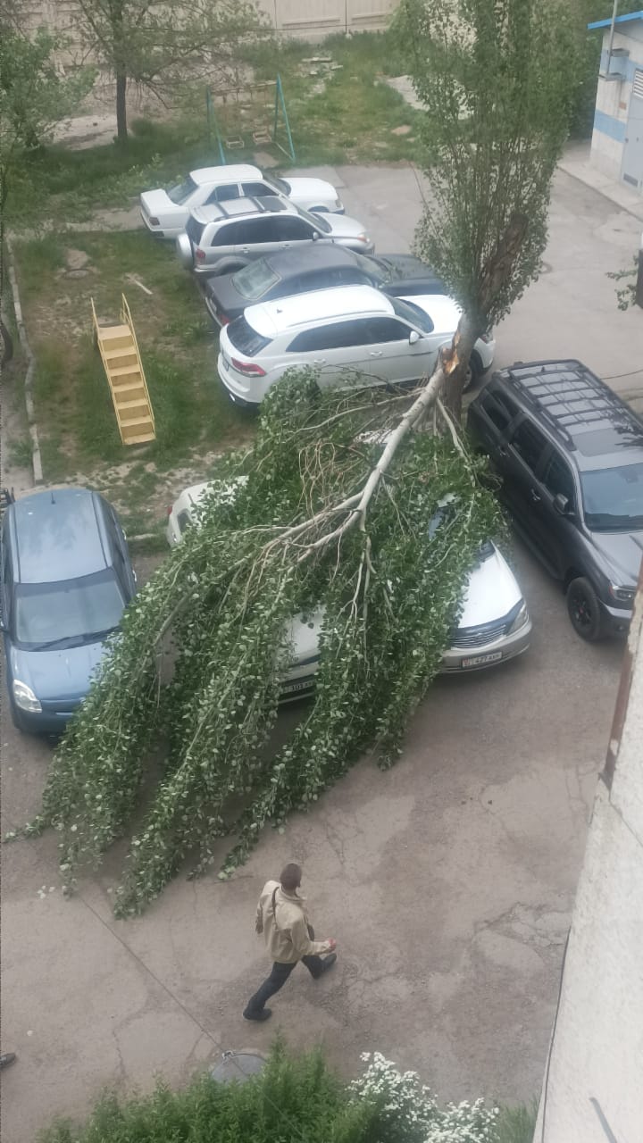 В Бишкеке дерево упало на машины во время ветра