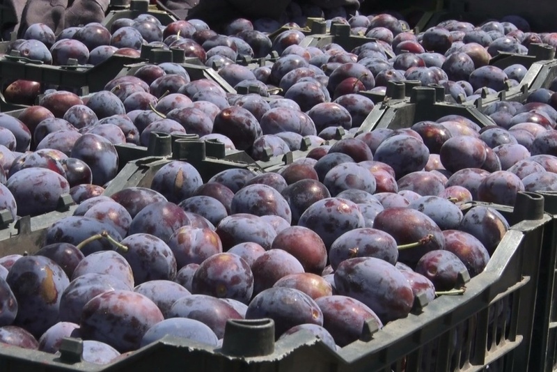 Kazakhstan returns shipment of plums and cherries from Kyrgyzstan