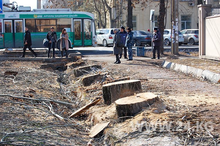 Зеленые зоны опять хотят защитить законом от застройки и вырубки