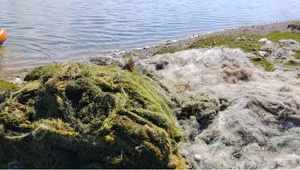 В озере Сон-Куль нашли 37 км незаконно установленных рыболовных сетей (фото)