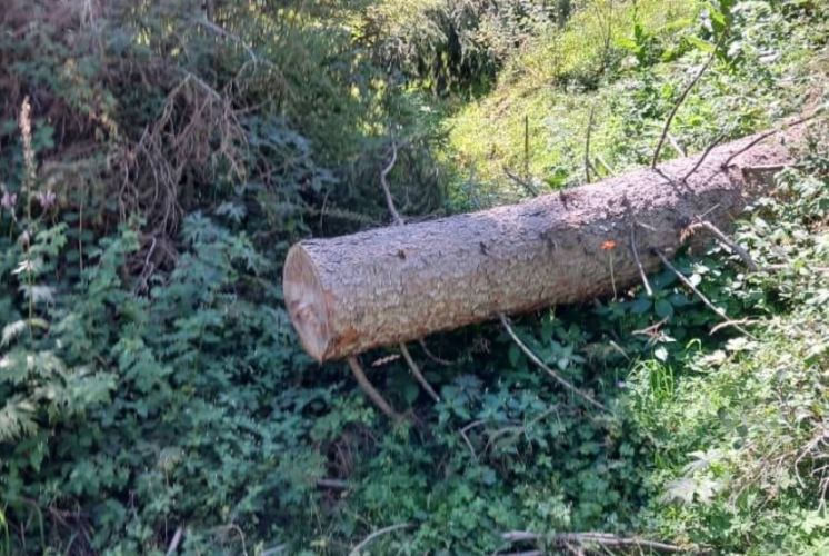 В Каракольском лесхозе вырубили 42 тянь-шаньских ели